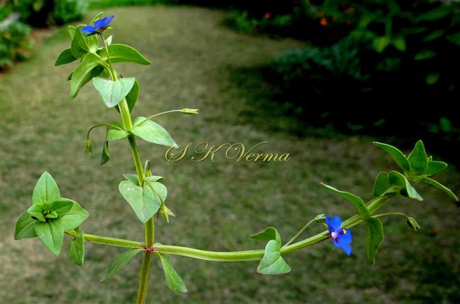  Flowering shoot-stem 4-angled and shortly winged